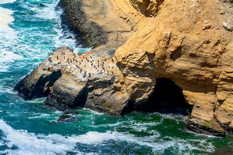 Tour Por La Reserva Nacional De Paracas Reserva En Civitatis