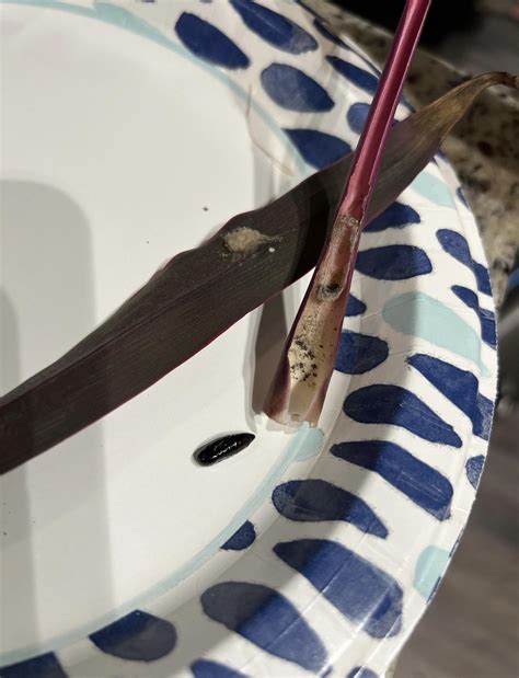 What is this black bug in my plant?? : r/houseplants