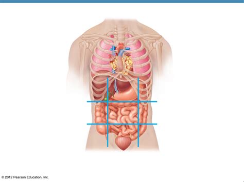 abdominal regions Diagram | Quizlet