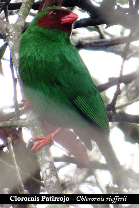 Clorornis Patirrojo Ulises Mu Oz Flickr