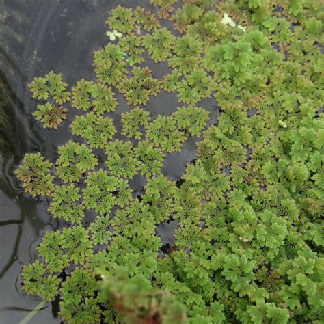 azolla fern jones lake management