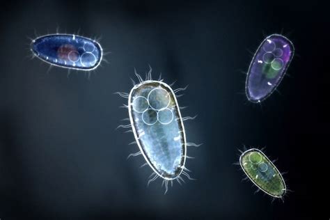 Entamoeba Histolytica Qué Es Ciclo De Vida Y Tratamiento Tua Saúde