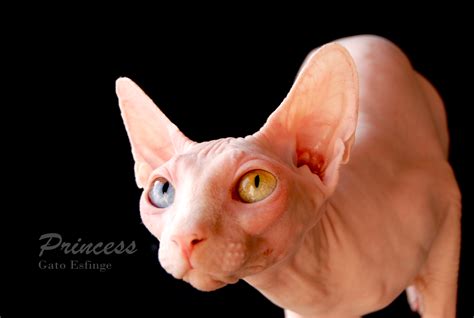 Odd Eye Cat Hairless Cat Sphynx Cat Sphinx Cat