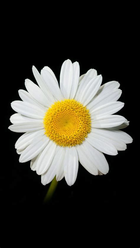 Daisy Wallpaper - IXpaper