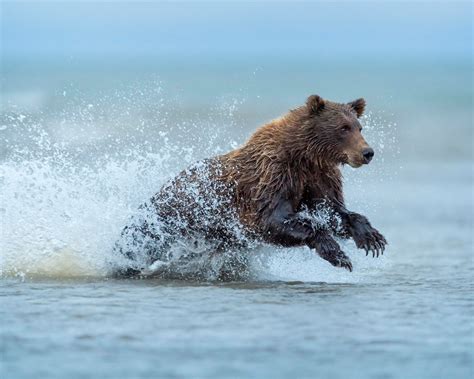 Wallpaper Brown Bear Running In Water Splash Alaska X Hd