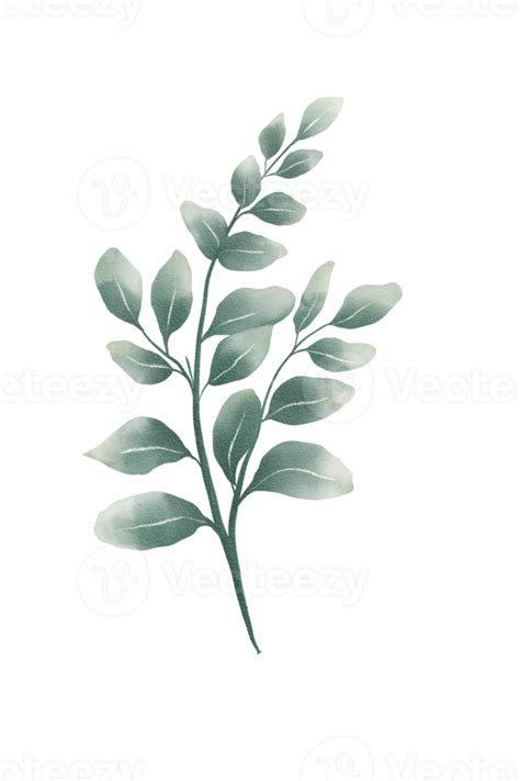 Green watercolor leaves 11660313 PNG