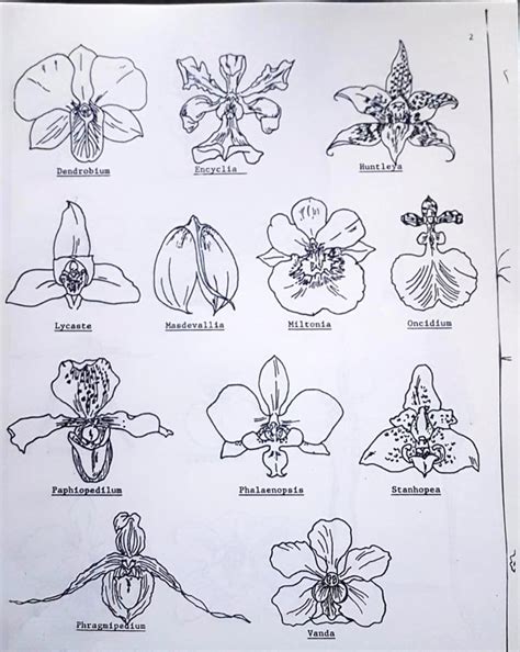 Useful Diagrams Of Various Orchid Species For Quick Initial Id