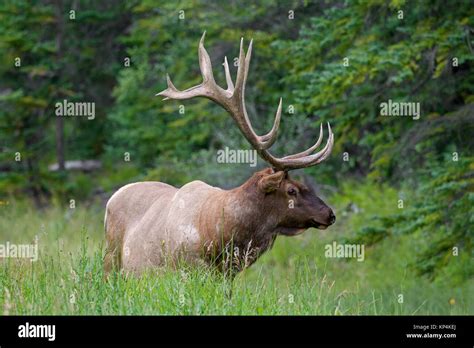 Elk Wapiti Cervus Canadensis Bull With Huge Antlers In Summer