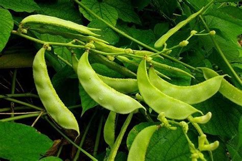 health benefits  bataw ang pinoy