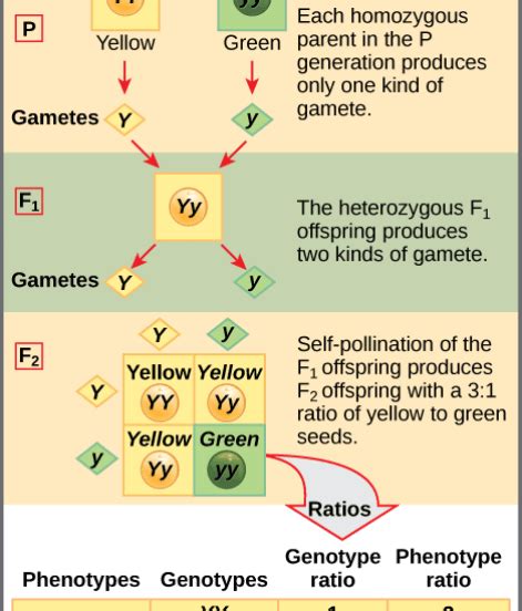 Difference Between Monohybrid Cross and Dihybrid Cross | Definition, Traits, Process, Differences