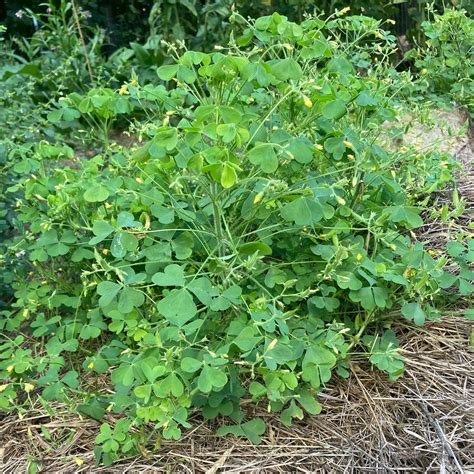 Woodsorrel Common Yellow Oxalis Stricta Earthbeat Seeds