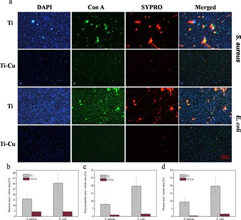 Representative Fluorescence Microscopy Images And Quantitative Results