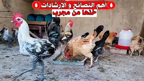 تربية الدجاج على سطح المنزل 🐓 أهم النصائح و الإرشادات لنجاح المشروع 🛑