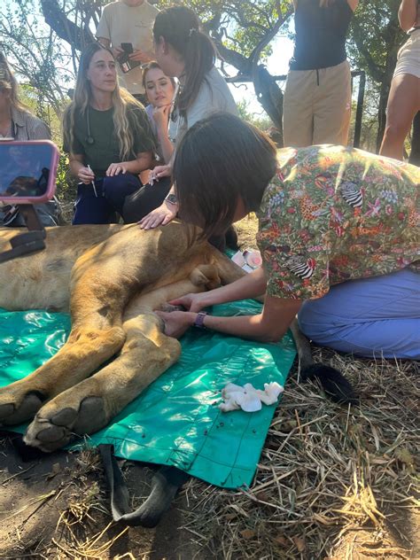 Moholoholo Wildlife Rehabilitation Centre in South Africa | College of