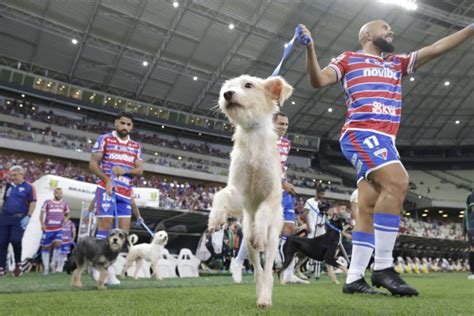 Jogadores Do Fortaleza Entram Em Campo Cachorros Em A O Para