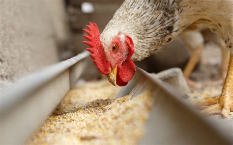 5 Ways To Improve Your Chicken Feed Conversion Ratio Engrain