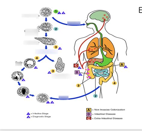 Entamoeba Histolytica Diagram Quizlet