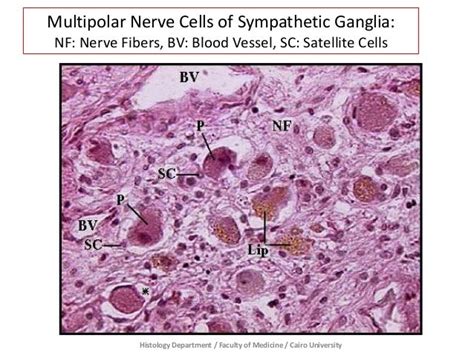 Sympathetic Ganglion Histology