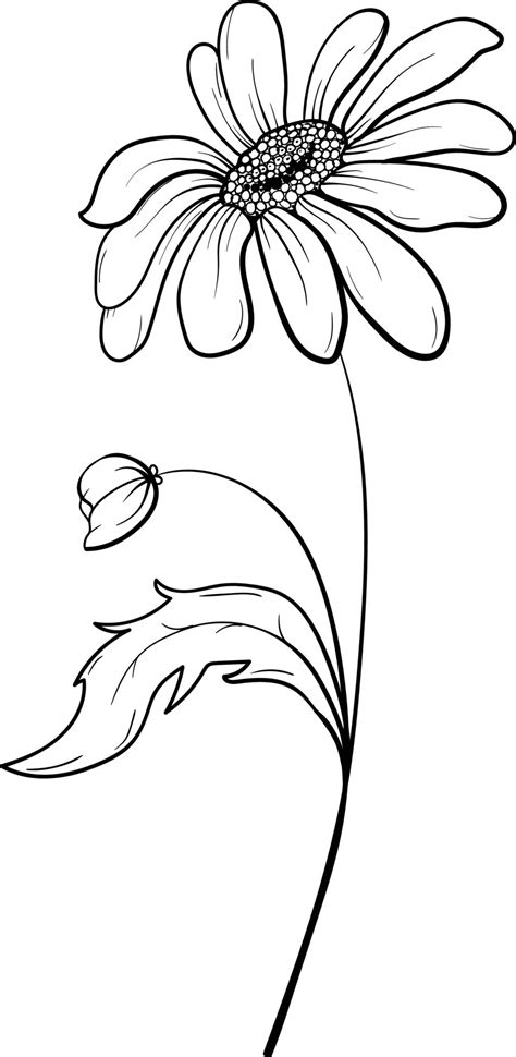 Linear daisies and leaves. Hand drawn illustration. 22534023 Vector Art ...