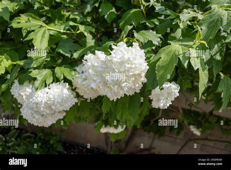 White Hydrangea Plant In Bloom Large Spherical Clusters Of Flowers