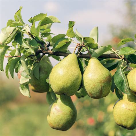 Orient Pear Tree For Sale Buy Pear Trees Online Perfect Plants