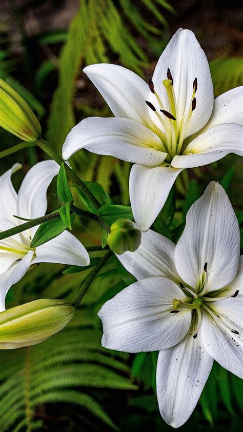 White Lily Wallpapers On Wallpaperdog