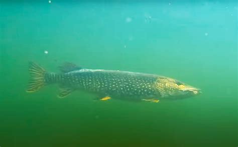 Shallow Water Monsters On A Fly Midcurrent