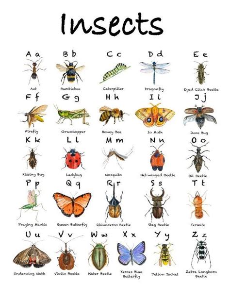 insects  letters