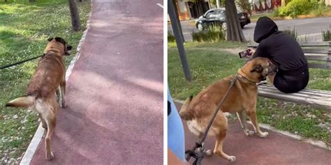 Un Chien Retrouve Son Propri Taire Un Moment Mouvant