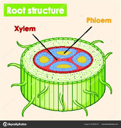 Diagram Showing Root Structure Stock Vector by ©YAY_Images 622830130