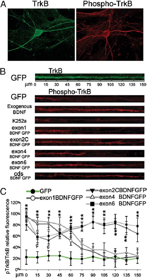 Local Up Regulation Of BDNF Variants Results In Local Phosphorylation