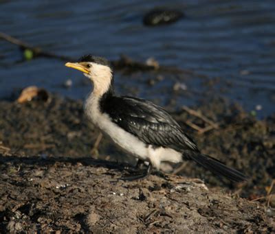 Little Pied Cormorant - Sustainability - University of Queensland