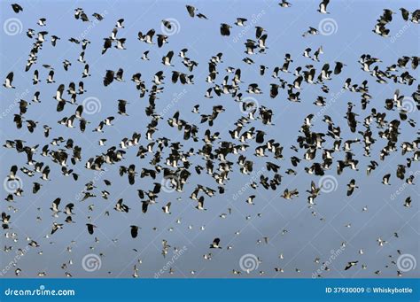 Flock Of Lapwing In Flight Stock Image Image Of Flock