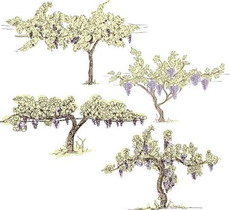 Grapevines Vine Drawing Grape Vines Tree Illustration