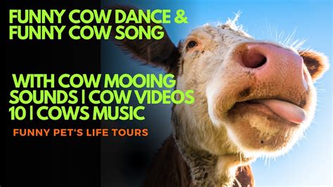 Funny Cow Dance And Funny Cow Song With Cow Mooing Sounds Cow Videos 10