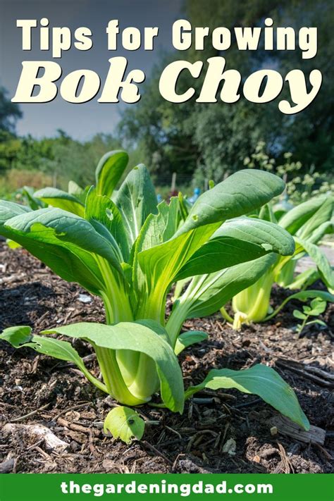 How To Grow Bok Choy 6 Quick Tips The Gardening Dad Most Nutrient