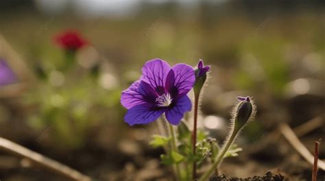 Fondo La Flor Morada Est Creciendo En La Tierra Fondo Una Peque A