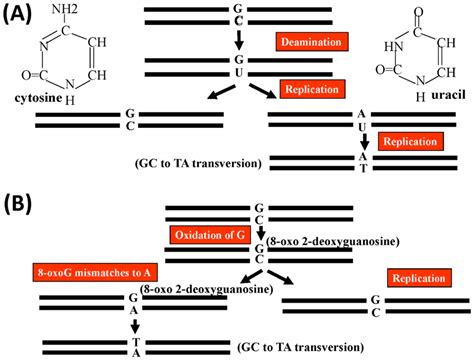 Oxidation Mediated Mtdna Mutation A A G C Pair Is Converted To A T A Download Scientific