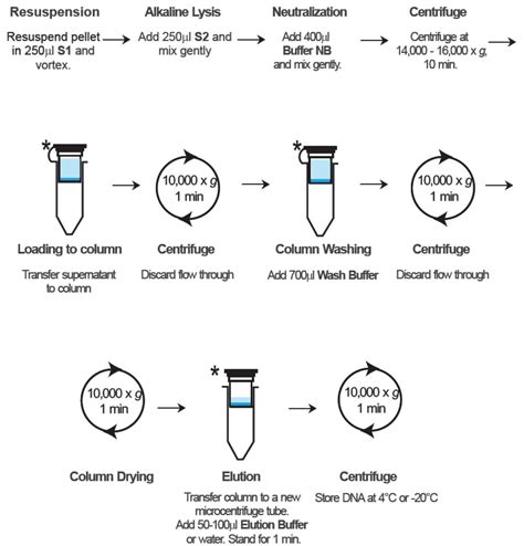 What Is A Dna Extraction