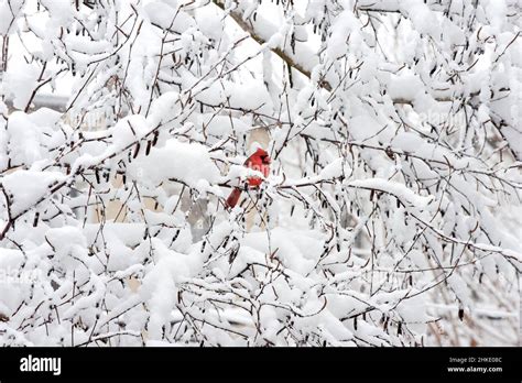 Male Northern cardinal in winter Stock Photo - Alamy