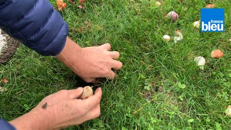 Roland Motte Jardinier Plantez Des Bulbes Pour Une Belle Floraison