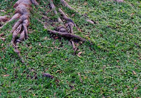 How To Handle Exposed Tree Roots Affordable Tree Removal And Trimming