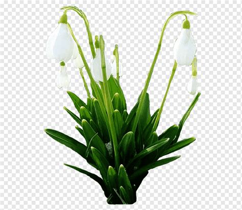 Snowdrop Spring Cut Flowers Plant Stem Floral Design Others