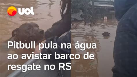 Enchentes No Rs Pitbull Pula Na Gua E Nada Desesperado Ao Ver O Barco