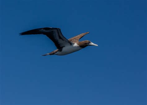 Monitoreo de observación de cetáceos y otra fauna marina