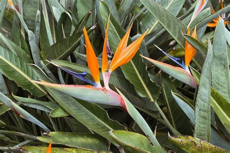 5 Bird Of Paradise Varieties