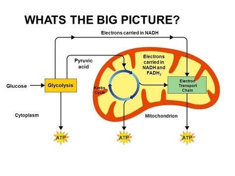 Krebs Cycle Mitochondria