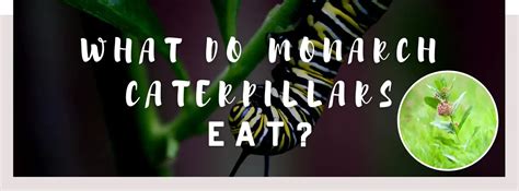 What Do Monarch Caterpillars Eat Know Their Diet