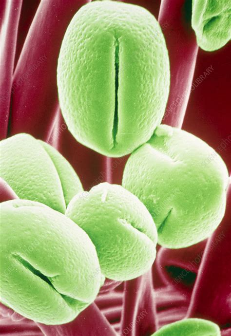 Pollen Grains Stock Image B Science Photo Library