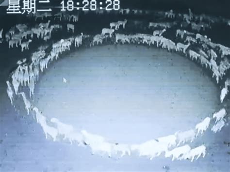 China Bizarre Video Of Sheep Roaming In A Circle For 12 Days Surfaces